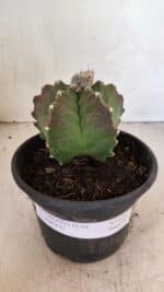 MATRIZ ASTROPHYTUM cv KIKKO Nº 1124 – vaso 15 - Imagem 2