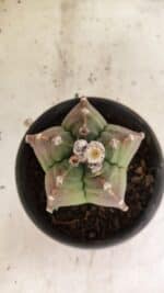 MATRIZ ASTROPHYTUM cv KIKKO Nº 1124 – vaso 15 - Imagem 3