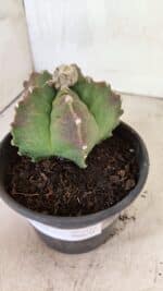 MATRIZ ASTROPHYTUM cv KIKKO Nº 1124 – vaso 15 - Imagem 9