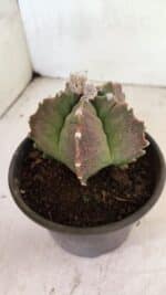 MATRIZ ASTROPHYTUM cv KIKKO Nº 1124 – vaso 15 - Imagem 7