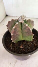 MATRIZ ASTROPHYTUM cv KIKKO Nº 1124 – vaso 15 - Imagem 6