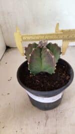 MATRIZ ASTROPHYTUM cv KIKKO Nº 1124 – vaso 15 - Imagem 4