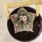 MATRIZ ASTROPHYTUM cv KIKKO Nº 1124 – vaso 15