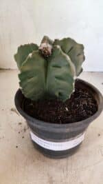 MATRIZ ASTROPHYTUM cv KIKKO Nº 1125 – vaso 15 - Imagem 2