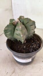 MATRIZ ASTROPHYTUM cv KIKKO Nº 1125 – vaso 15 - Imagem 9