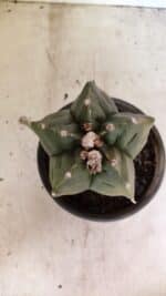 MATRIZ ASTROPHYTUM cv KIKKO Nº 1125 – vaso 15 - Imagem 3