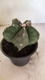 MATRIZ ASTROPHYTUM cv KIKKO Nº 1125 – vaso 15 - Imagem 8