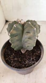 MATRIZ ASTROPHYTUM cv KIKKO Nº 1125 – vaso 15 - Imagem 7