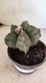 MATRIZ ASTROPHYTUM cv KIKKO Nº 1125 – vaso 15 - Imagem 6