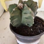 MATRIZ ASTROPHYTUM cv KIKKO Nº 1125 – vaso 15