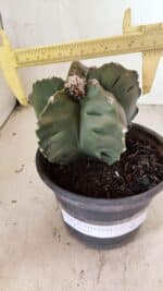 MATRIZ ASTROPHYTUM cv KIKKO Nº 1125 – vaso 15