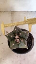 MATRIZ ASTROPHYTUM cv KIKKO Nº 1125 – vaso 15 - Imagem 5