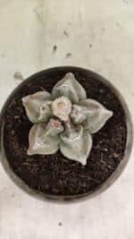 MATRIZ ASTROPHYTUM cv KIKKO Nº 1126 – vaso 15 - Imagem 3