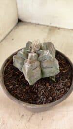 MATRIZ ASTROPHYTUM cv KIKKO Nº 1126 – vaso 15 - Imagem 7