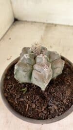 MATRIZ ASTROPHYTUM cv KIKKO Nº 1126 – vaso 15 - Imagem 6