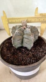 MATRIZ ASTROPHYTUM cv KIKKO Nº 1126 – vaso 15 - Imagem 4