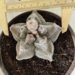 MATRIZ ASTROPHYTUM cv KIKKO Nº 1126 – vaso 15