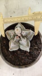 MATRIZ ASTROPHYTUM cv KIKKO Nº 1126 – vaso 15