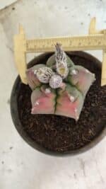 MATRIZ ASTROPHYTUM cv KIKKO Nº 1127 – vaso 15 - Imagem 9