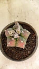 MATRIZ ASTROPHYTUM cv KIKKO Nº 1127 – vaso 15 - Imagem 3