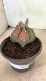 MATRIZ ASTROPHYTUM cv KIKKO Nº 1127 – vaso 15 - Imagem 11