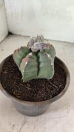 MATRIZ ASTROPHYTUM cv KIKKO Nº 1127 – vaso 15 - Imagem 10