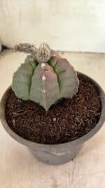 MATRIZ ASTROPHYTUM cv KIKKO Nº 1127 – vaso 15 - Imagem 8