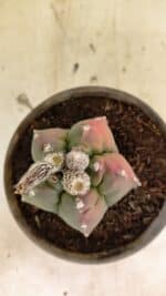 MATRIZ ASTROPHYTUM cv KIKKO Nº 1127 – vaso 15 - Imagem 7