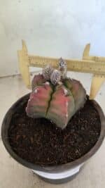 MATRIZ ASTROPHYTUM cv KIKKO Nº 1127 – vaso 15 - Imagem 4
