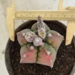 MATRIZ ASTROPHYTUM cv KIKKO Nº 1127 – vaso 15