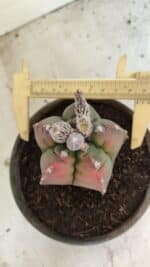 MATRIZ ASTROPHYTUM cv KIKKO Nº 1127 – vaso 15