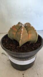 MATRIZ ASTROPHYTUM cv KIKKO Nº 1128 – vaso 15 - Imagem 2