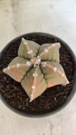 MATRIZ ASTROPHYTUM cv KIKKO Nº 1128 – vaso 15 - Imagem 3