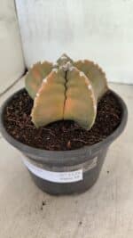 MATRIZ ASTROPHYTUM cv KIKKO Nº 1128 – vaso 15 - Imagem 8