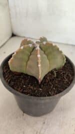 MATRIZ ASTROPHYTUM cv KIKKO Nº 1128 – vaso 15 - Imagem 7
