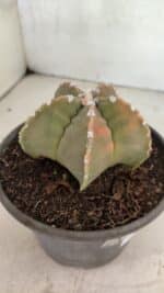 MATRIZ ASTROPHYTUM cv KIKKO Nº 1128 – vaso 15 - Imagem 6