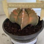 MATRIZ ASTROPHYTUM cv KIKKO Nº 1128 – vaso 15