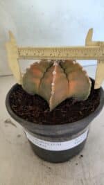 MATRIZ ASTROPHYTUM cv KIKKO Nº 1128 – vaso 15
