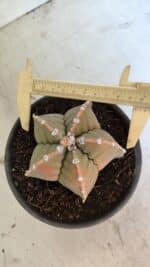 MATRIZ ASTROPHYTUM cv KIKKO Nº 1128 – vaso 15 - Imagem 5