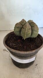 MATRIZ ASTROPHYTUM cv KIKKO Nº 1129 – vaso 15 - Imagem 2