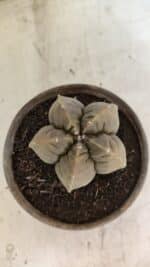 MATRIZ ASTROPHYTUM cv KIKKO Nº 1129 – vaso 15 - Imagem 10