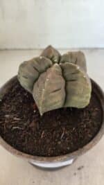 MATRIZ ASTROPHYTUM cv KIKKO Nº 1129 – vaso 15 - Imagem 9