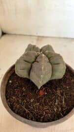 MATRIZ ASTROPHYTUM cv KIKKO Nº 1129 – vaso 15 - Imagem 8