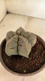 MATRIZ ASTROPHYTUM cv KIKKO Nº 1129 – vaso 15 - Imagem 7