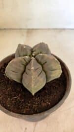 MATRIZ ASTROPHYTUM cv KIKKO Nº 1129 – vaso 15 - Imagem 6