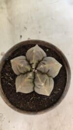 MATRIZ ASTROPHYTUM cv KIKKO Nº 1129 – vaso 15 - Imagem 3