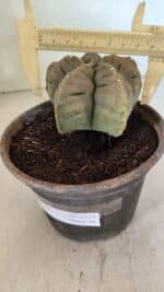 MATRIZ ASTROPHYTUM cv KIKKO Nº 1129 – vaso 15 - Imagem 4