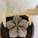 MATRIZ ASTROPHYTUM cv KIKKO Nº 1129 – vaso 15