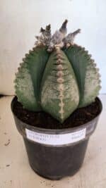 MATRIZ ASTROPHYTUM cv KIKKO Nº 1130 – vaso 17 - Imagem 2