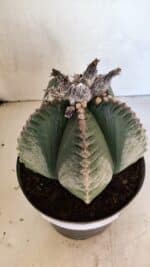 MATRIZ ASTROPHYTUM cv KIKKO Nº 1130 – vaso 17 - Imagem 9